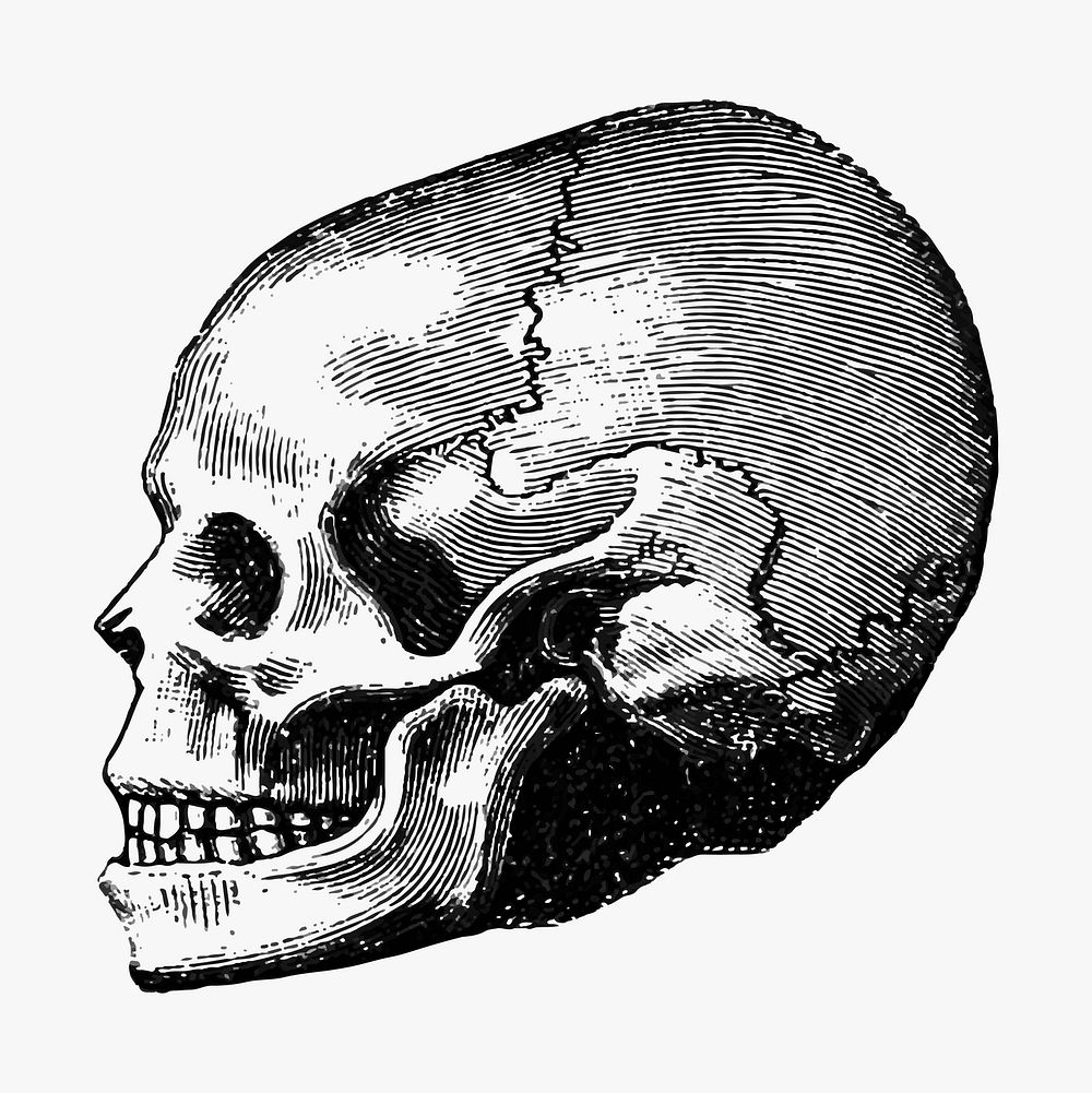 Vintage Victorian style skull engraving vector