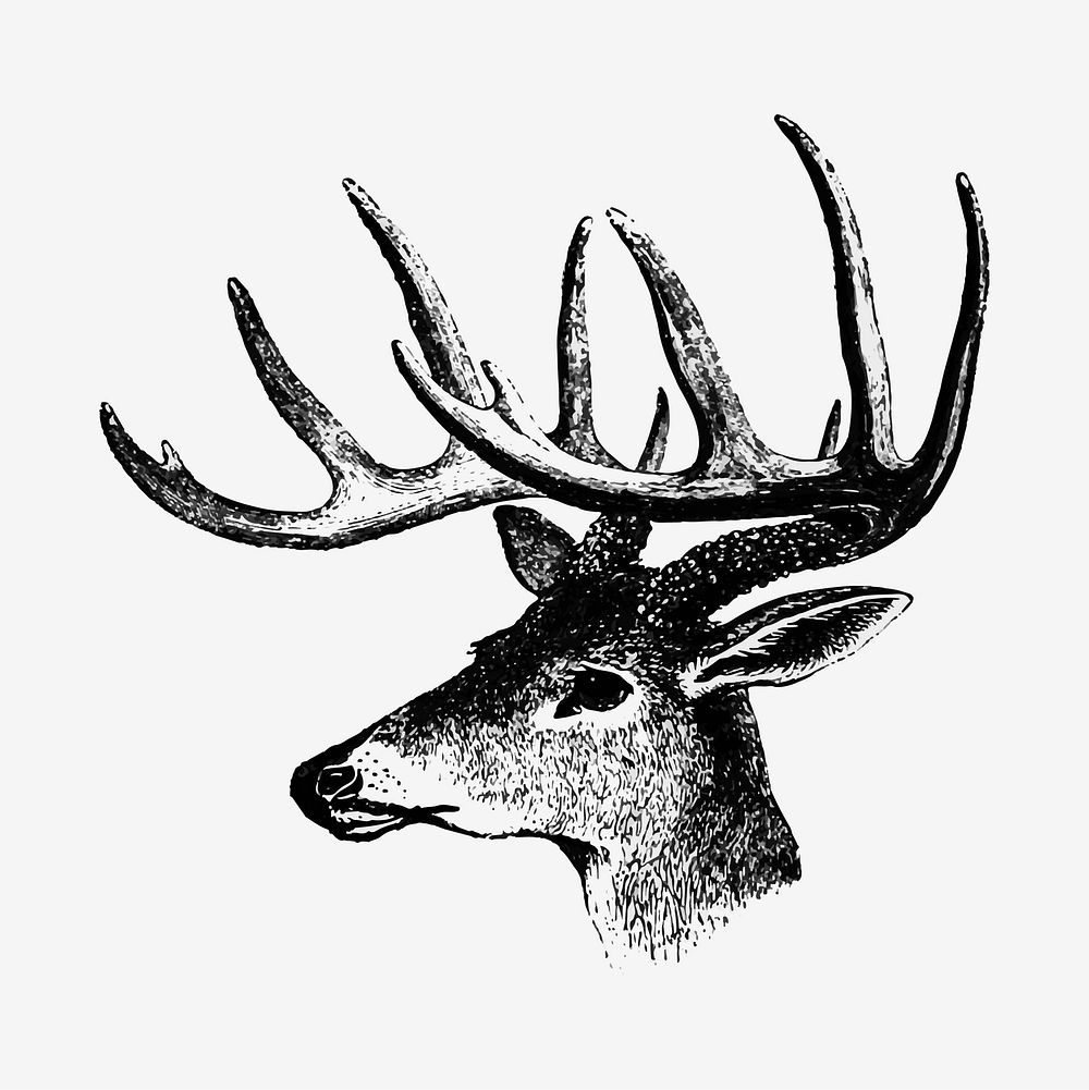 Vintage Victorian style a deer with antler engraving vector