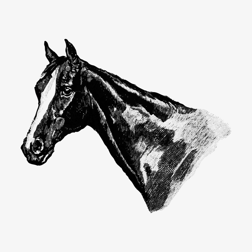 Vintage Victorian style horse head engraving vector