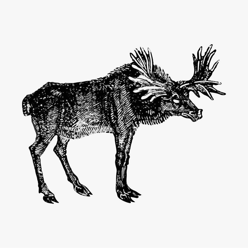 Vintage moose etching illustration