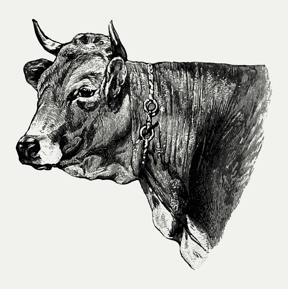 Vintage European style livestock cow engraving