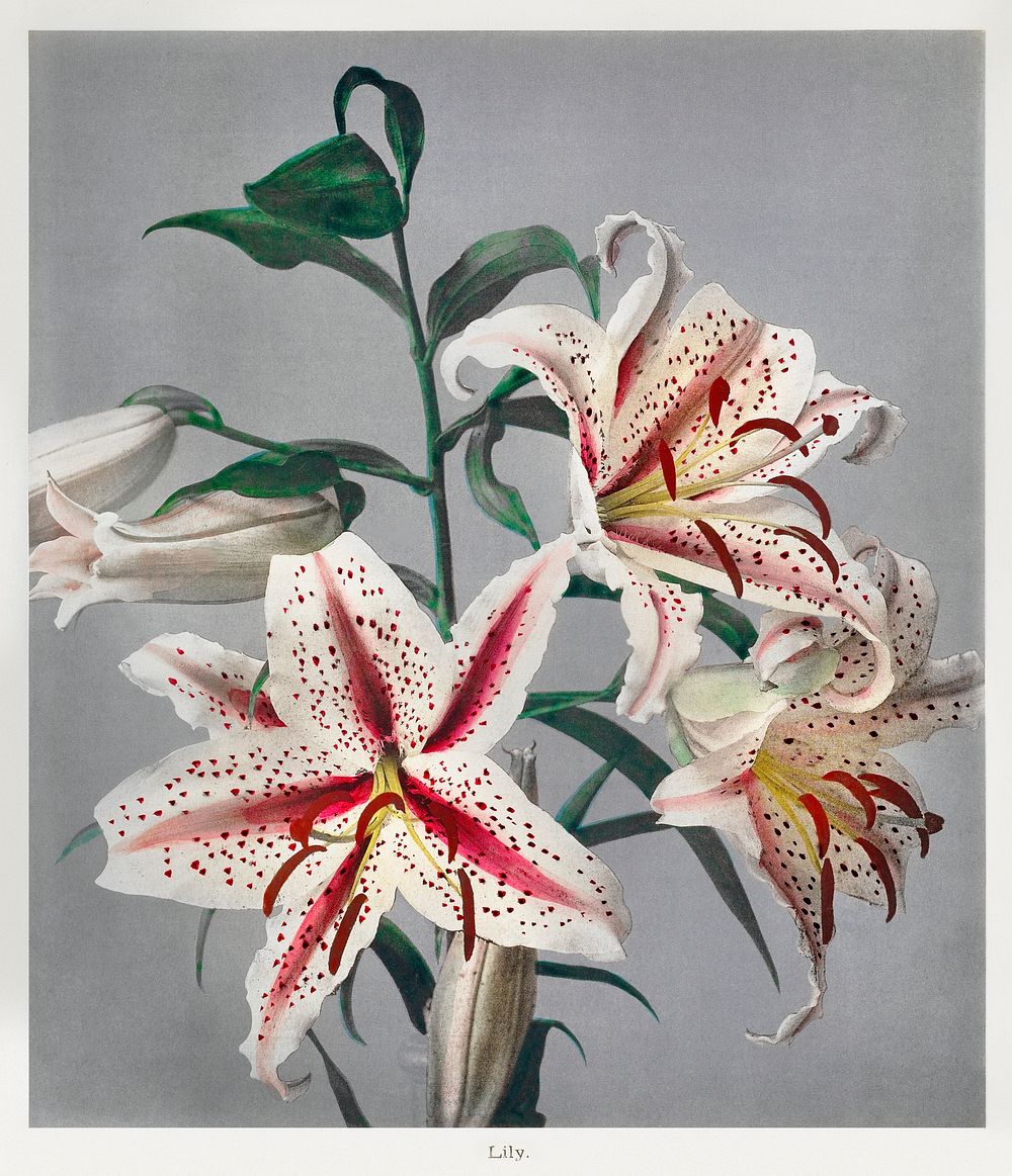 Lily, hand&ndash;colored collotype from Some Japanese Flowers (1869) by Kazumasa Ogawa. Original from the J. Paul Getty…