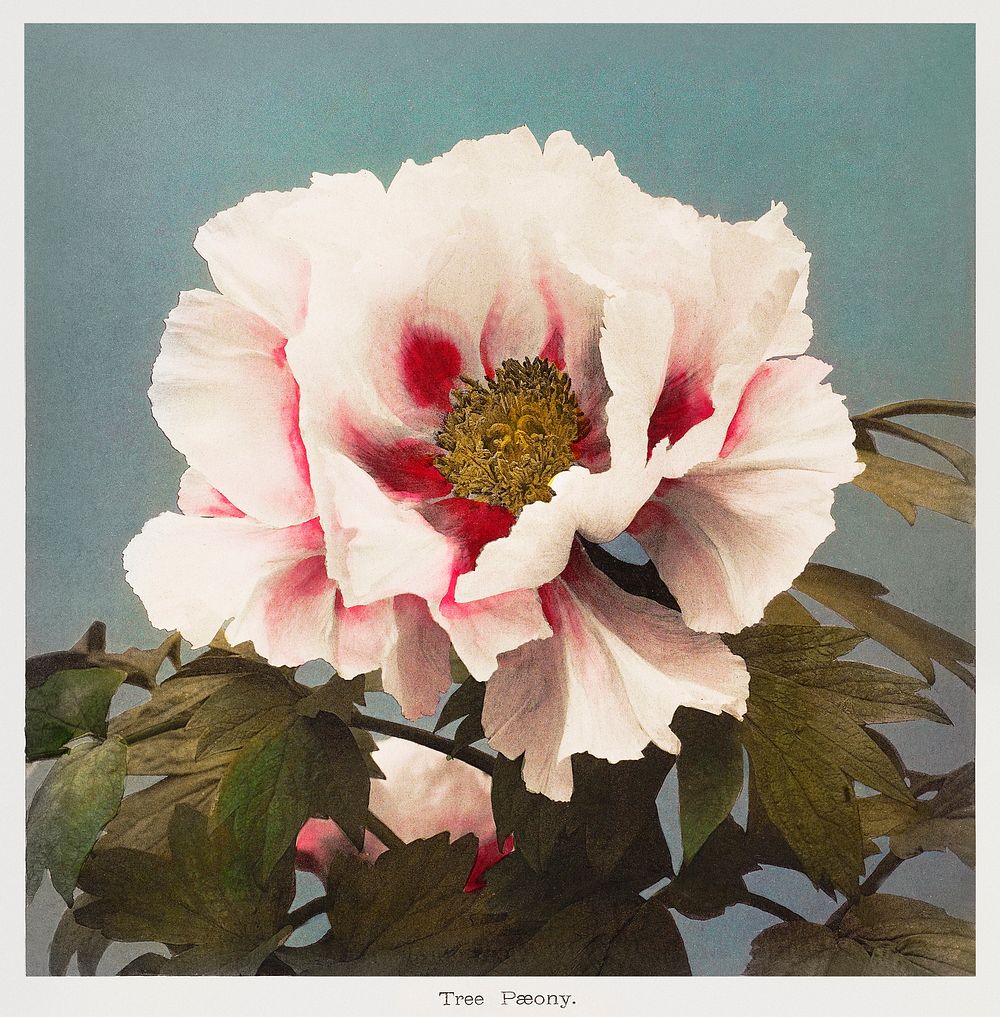 Tree Peony, hand&ndash;colored collotype from Some Japanese Flowers (1896) by Kazumasa Ogawa. Original from the J. Paul…