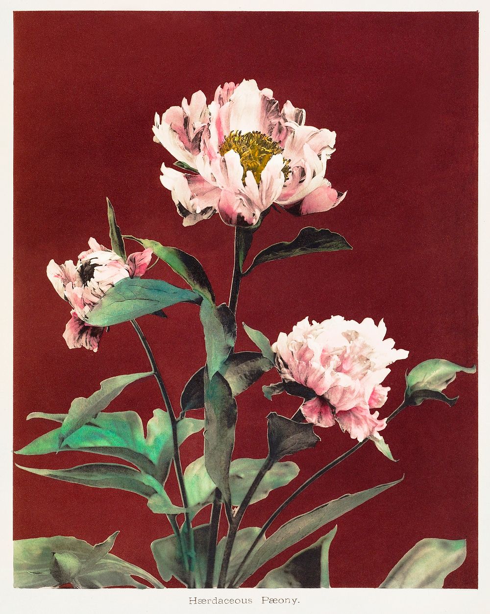 H&aelig;rdaceous Peony, hand&ndash;colored collotype from Some Japanese Flowers (1896) by Kazumasa Ogawa. Original from the…