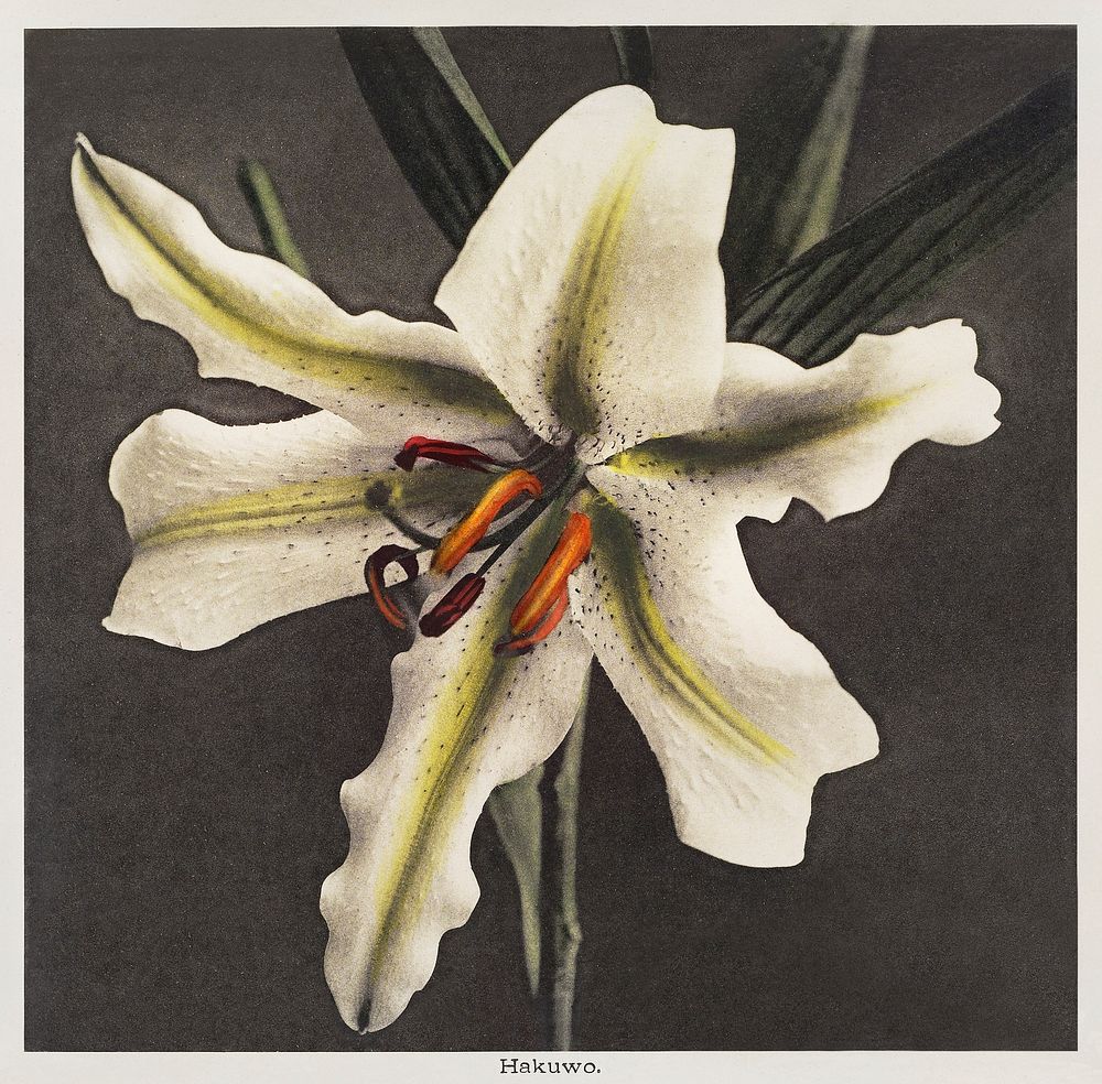 Lily, hand&ndash;colored collotype from Some Japanese Flowers (1896) by Kazumasa Ogawa. Original from the J. Paul Getty…