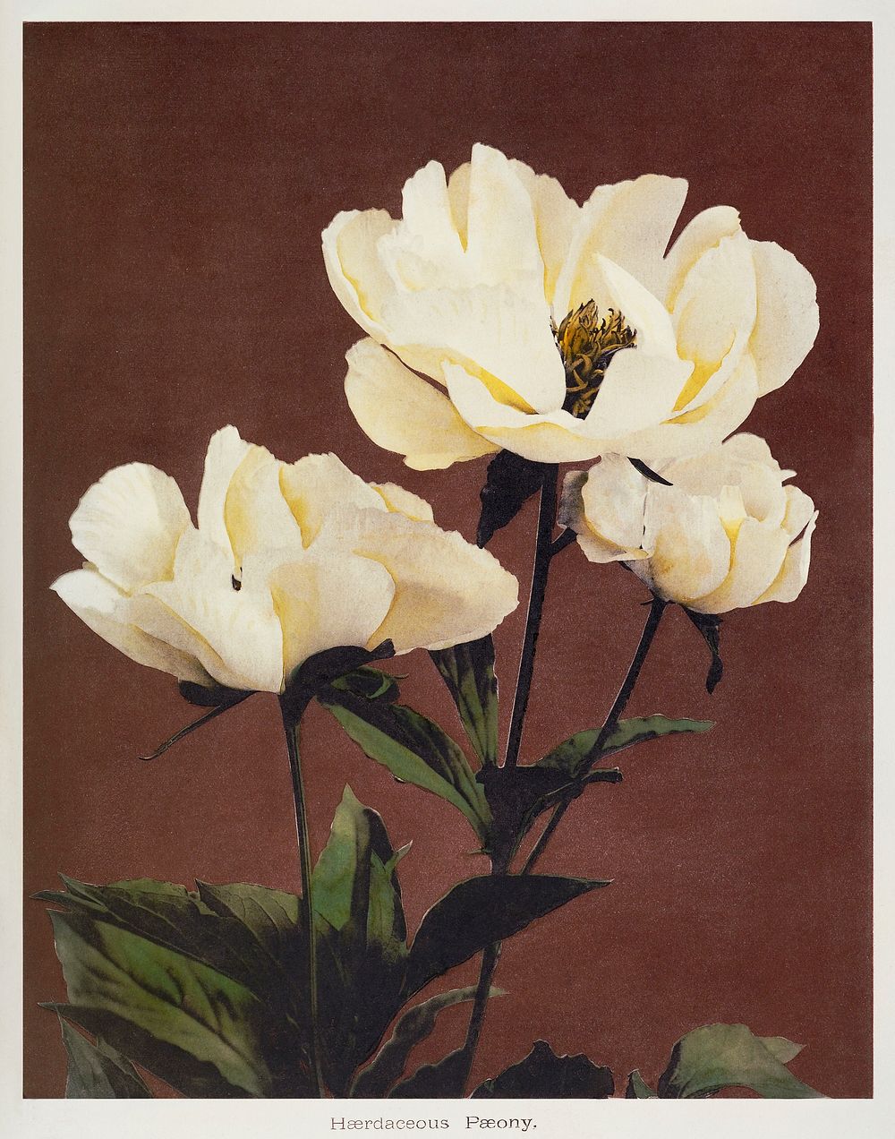 H&aelig;rdaceous Peony, hand&ndash;colored collotype from Some Japanese Flowers (1896) by Kazumasa Ogawa. Original from the…