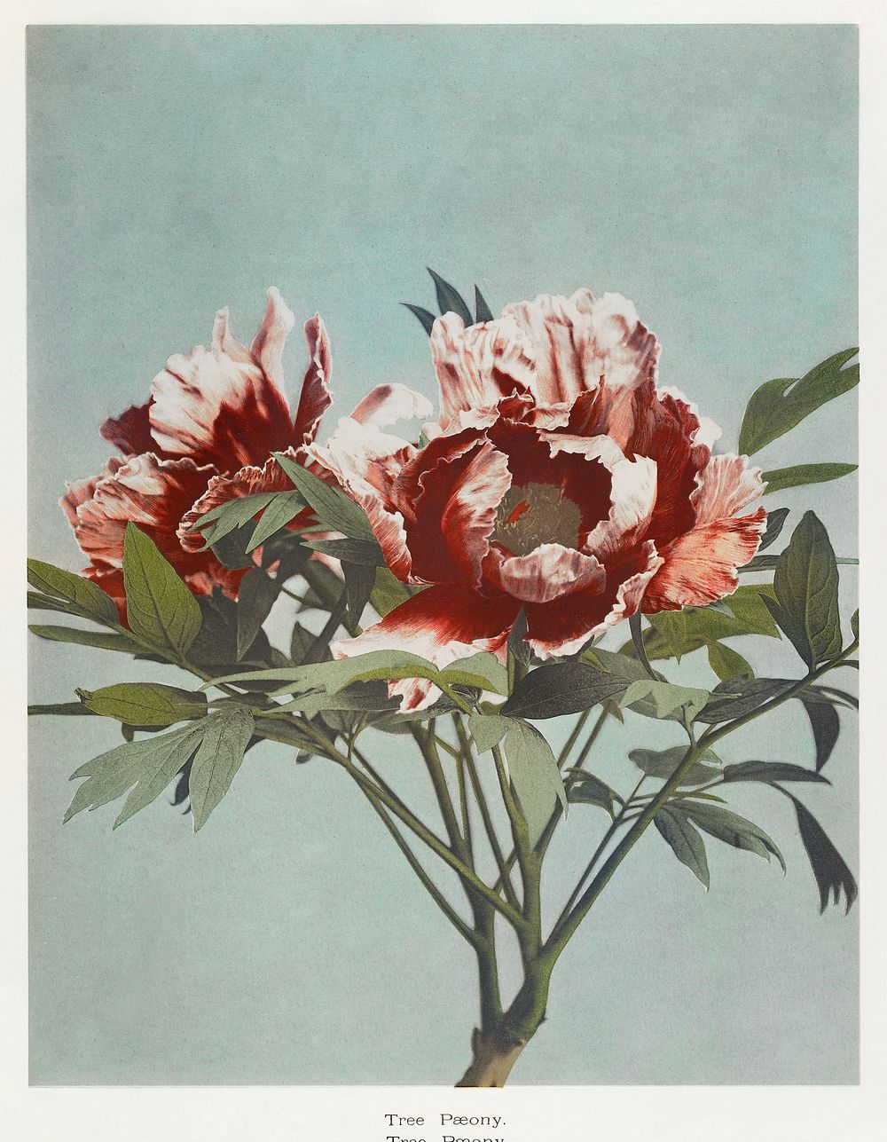 Tree Peony, hand&ndash;colored collotype from Some Japanese Flowers (1896) by Kazumasa Ogawa. Original from the J. Paul…