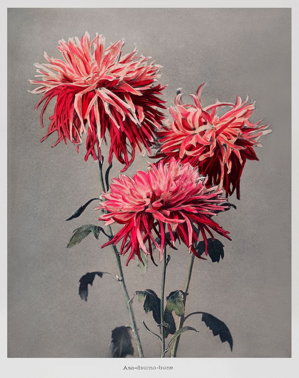 Asa&ndash;dsuma&ndash;bune, hand&ndash;colored collotype from Some Japanese Flowers (1896) by Kazumasa Ogawa. Original from…