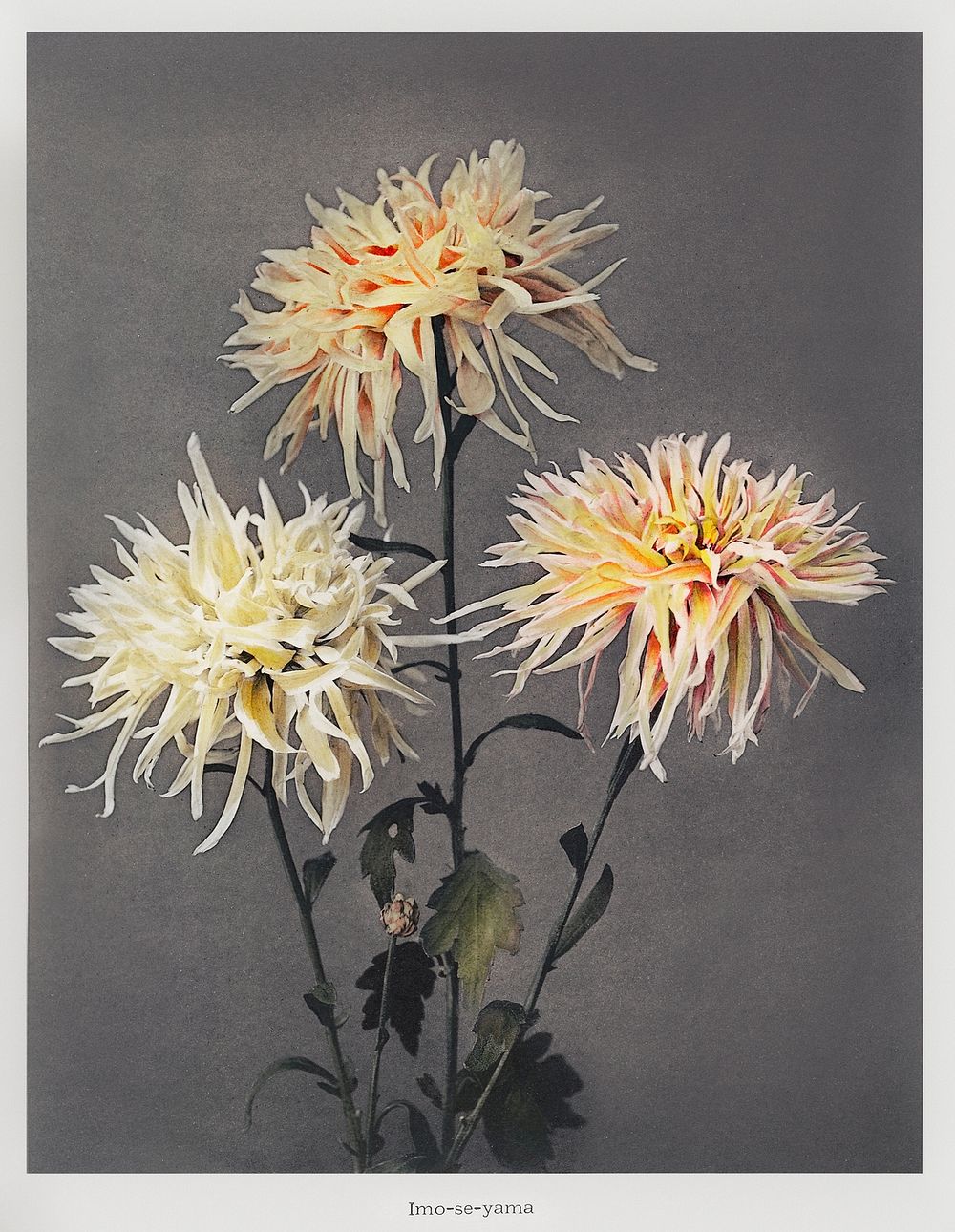 Imo&ndash;se&ndash;yama, hand&ndash;colored collotype from Some Japanese Flowers (1896) by Kazumasa Ogawa. Original from the…