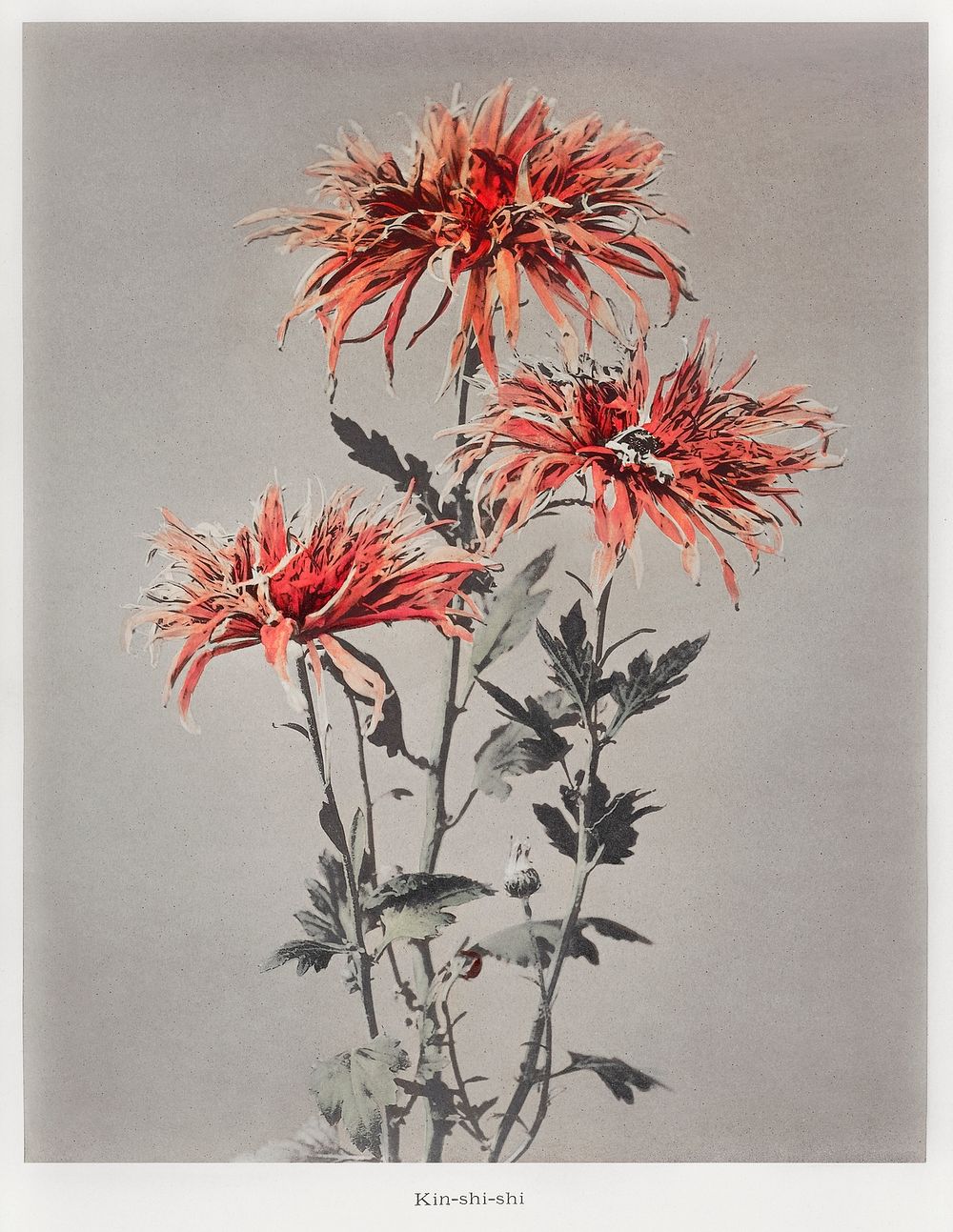Kin&ndash;shi&ndash;shi, hand&ndash;colored collotype from Some Japanese Flowers (1896) by Kazumasa Ogawa. Original from the…