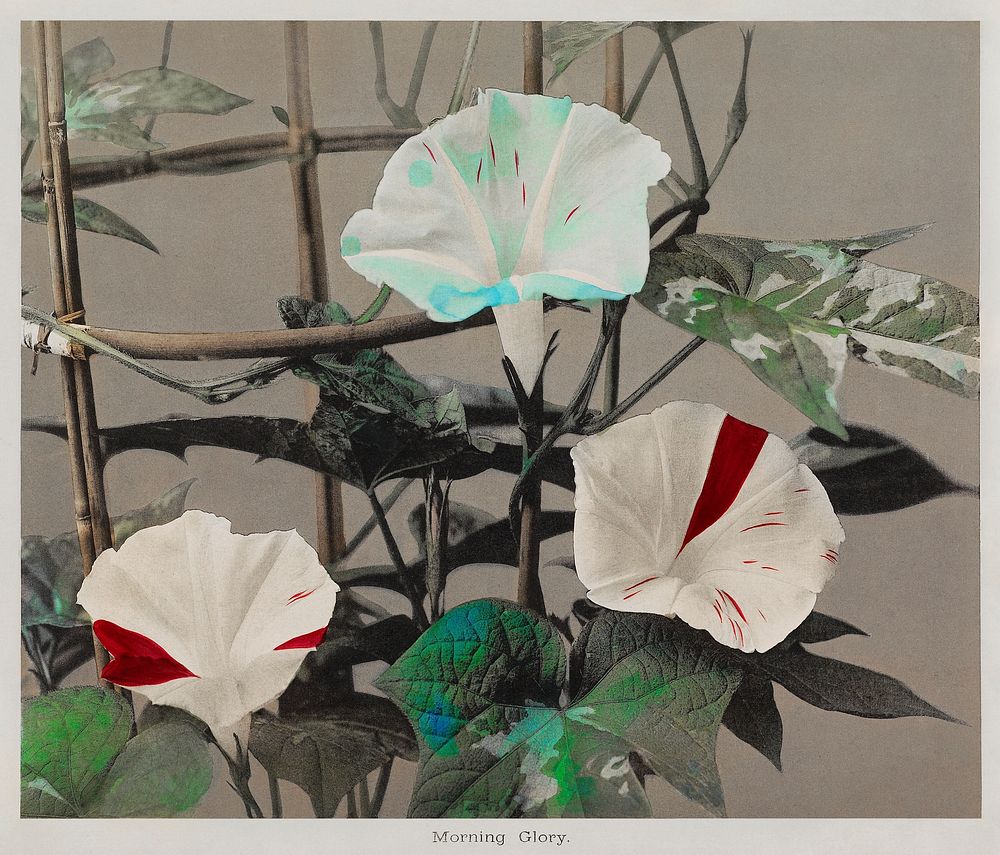 Morning Glory, hand&ndash;colored collotype from Some Japanese Flowers (1896) by Kazumasa Ogawa. Original from the J. Paul…