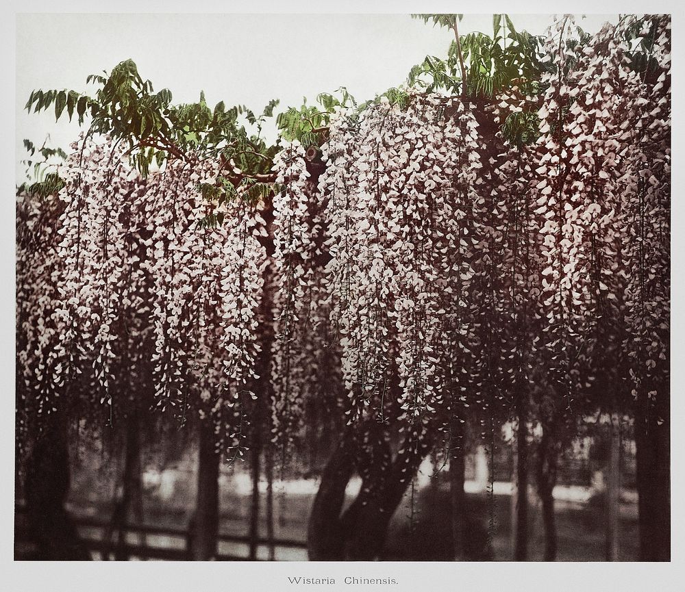 Wistaria Chinensis, hand&ndash;colored collotype from Some Japanese Flowers (1896) by Kazumasa Ogawa. Original from the J.…