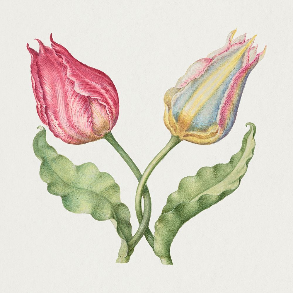 Tulips psd spring flower botanical vintage illustration