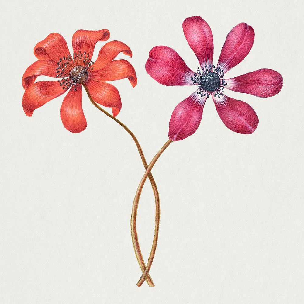 Vintage Poppy Anemone flower psd illustration floral drawing