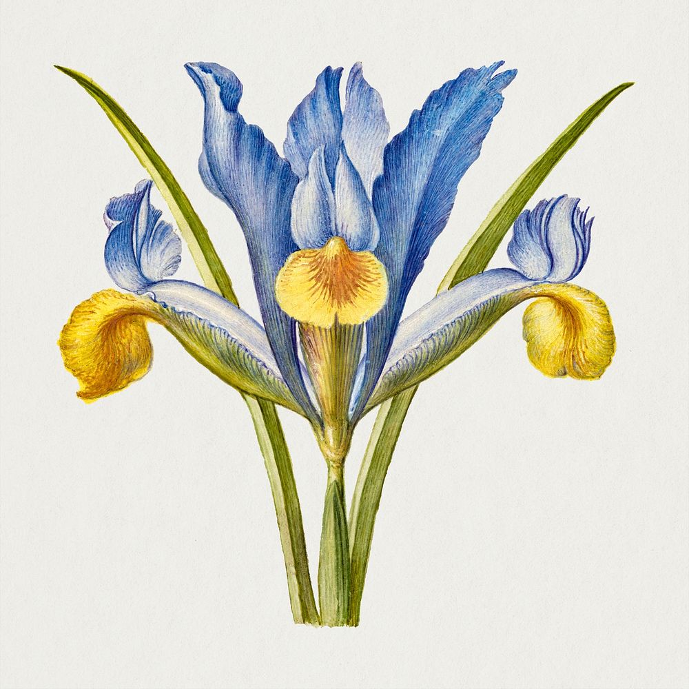 Bearded iris flower psd hand drawn