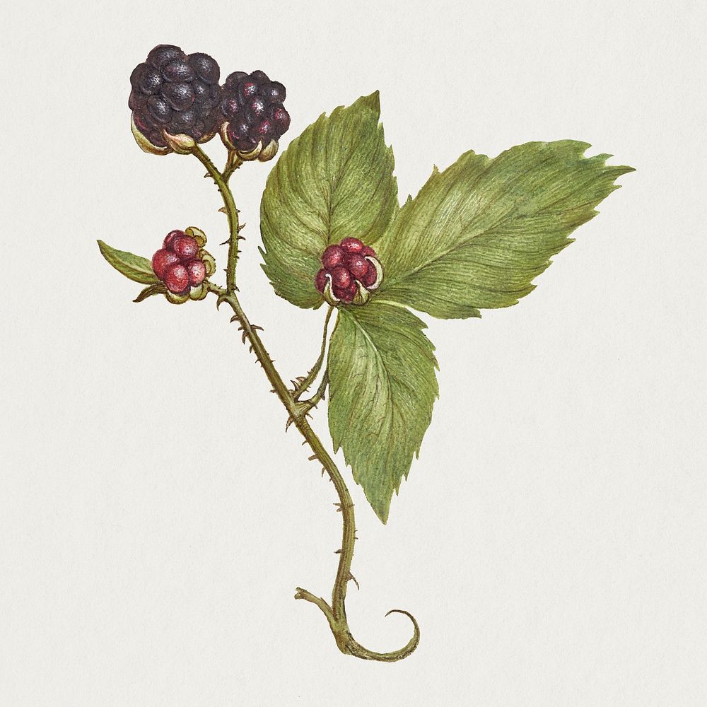 Vintage blackberry fruit hand drawn illustration