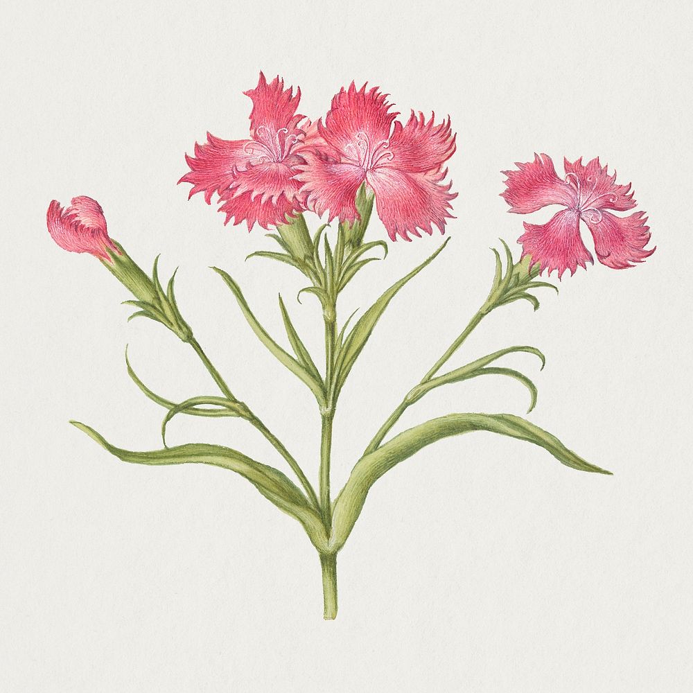 Pink sweet William blossom illustration hand drawn illustration