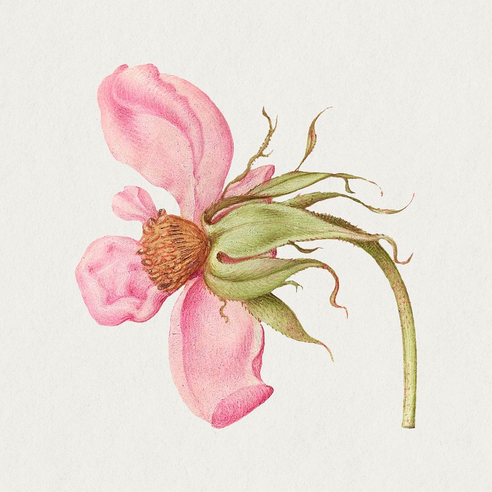 French rose pink flower hand drawn illustration