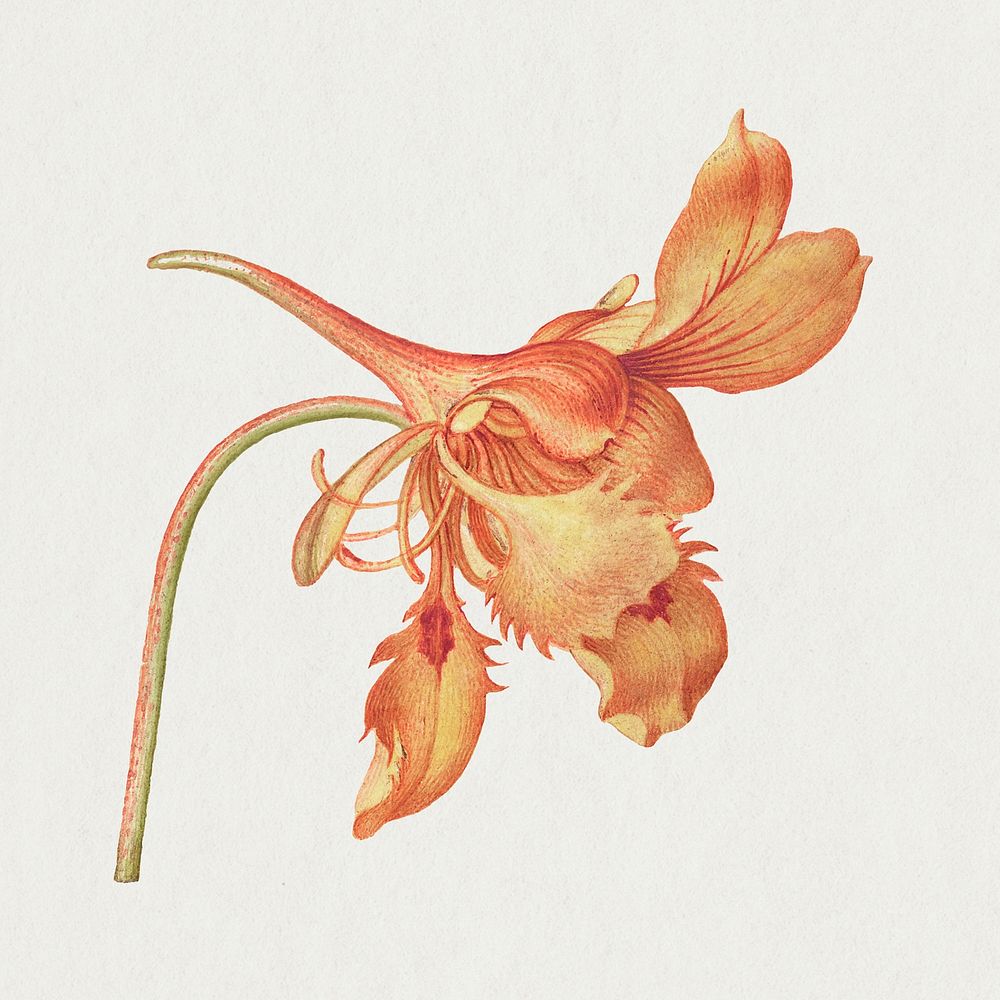 Vintage Dwarf Nasturtium flower psd illustration floral drawing