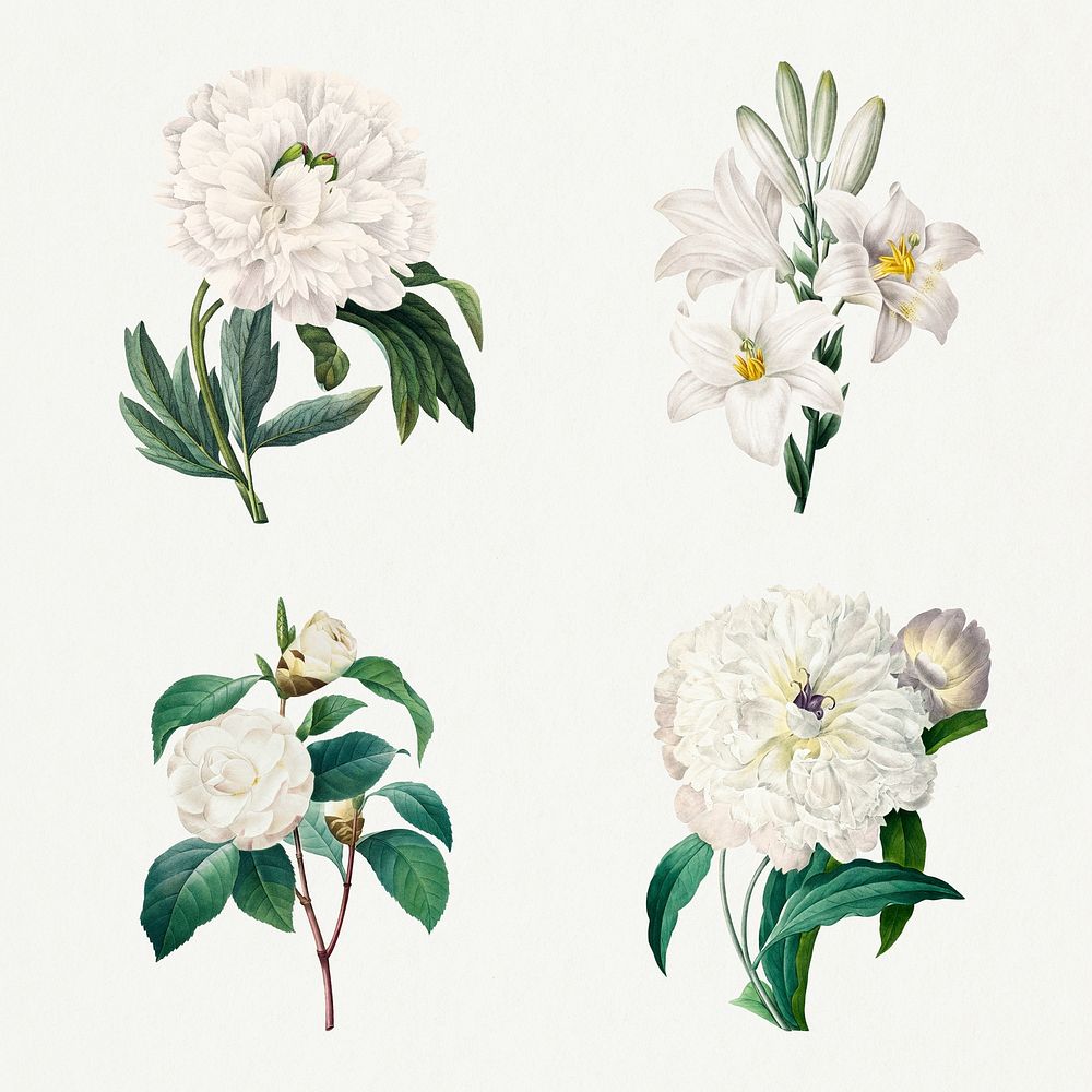 White flower psd botanical illustration set, remixed from artworks by Pierre-Joseph Redout&eacute;