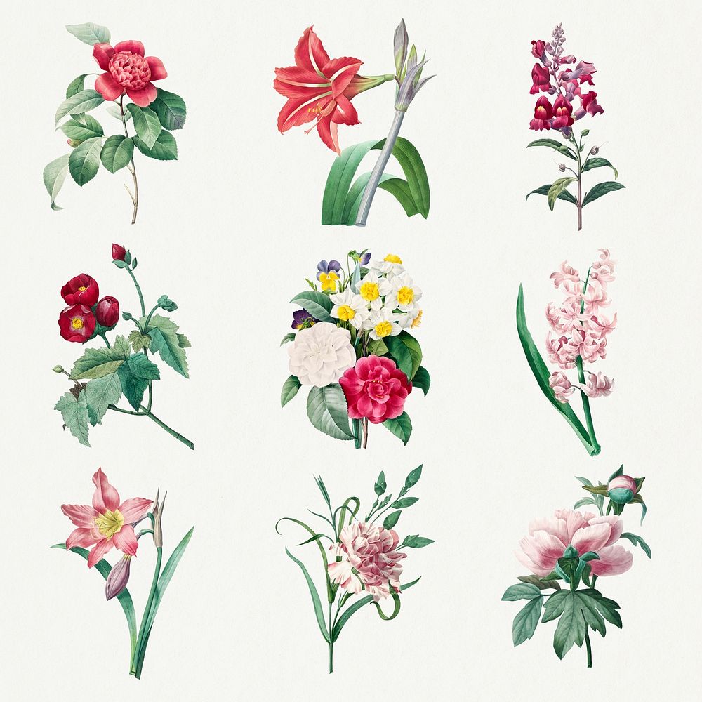 Flower botanical psd art print set, remixed from artworks by Pierre-Joseph Redout&eacute;