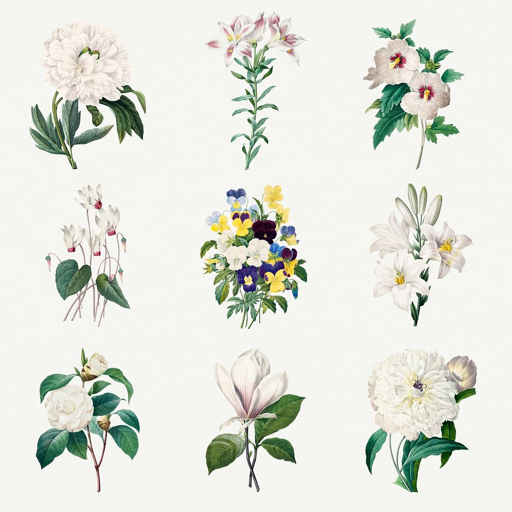 Vintage white flower psd botanical illustration set, remixed from artworks by Pierre-Joseph Redout&eacute;