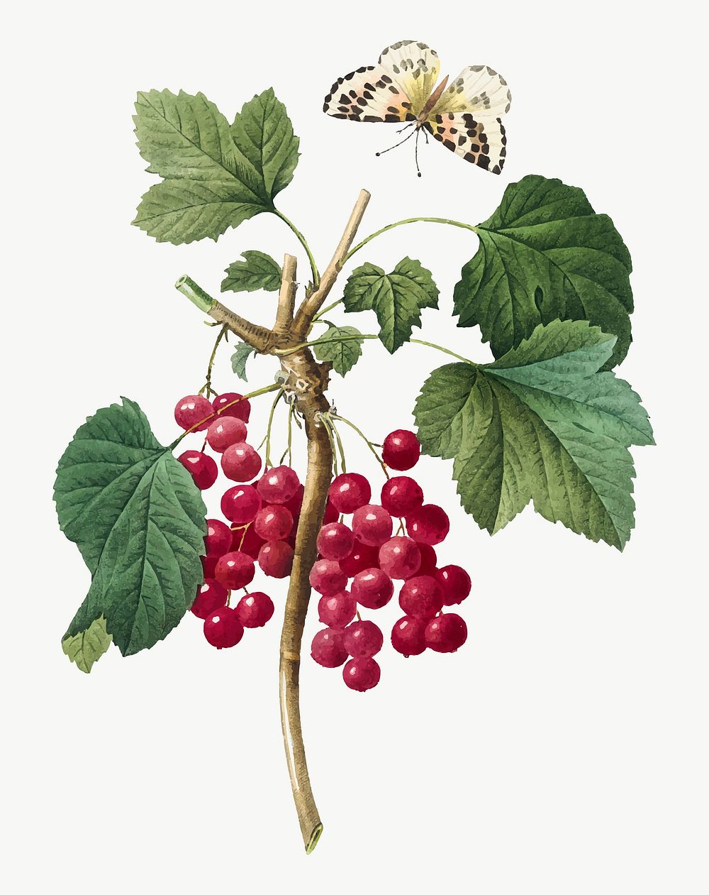 Red currant fruit vector botanical illustration, remixed from artworks by Pierre-Joseph Redout&eacute;