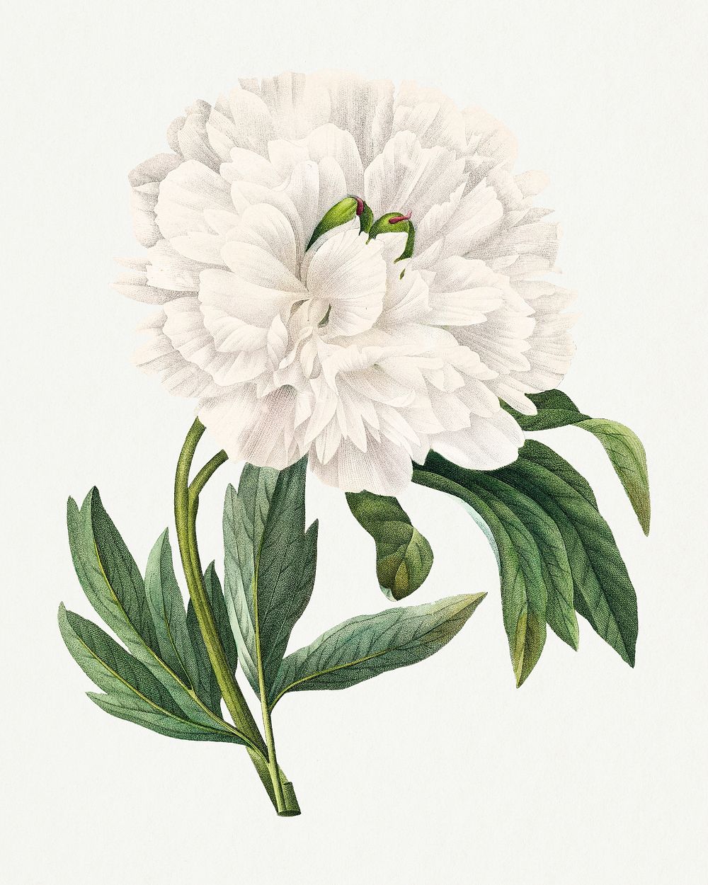 Peony flower psd vintage botanical art print, remixed from artworks by Pierre-Joseph Redout&eacute;