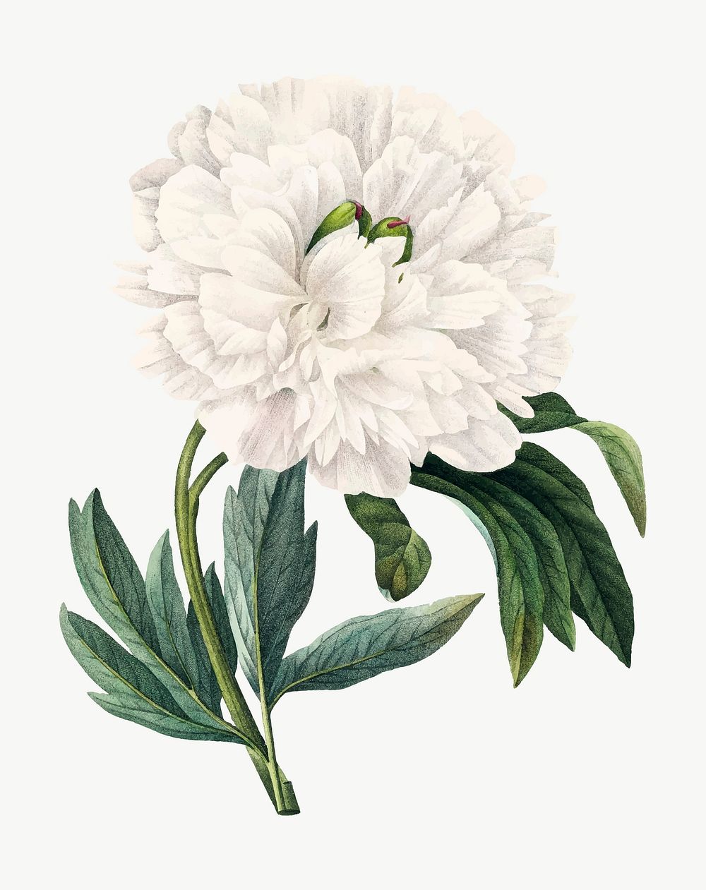 Peony flower vector vintage botanical art print, remixed from artworks by Pierre-Joseph Redout&eacute;