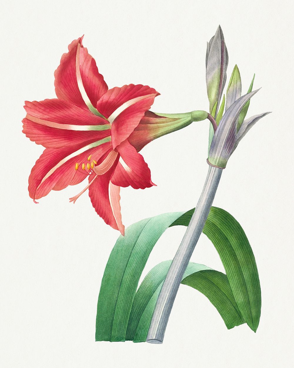 Brazilian Amaryllis flower psd botanical illustration, remixed from artworks by Pierre-Joseph Redout&eacute;