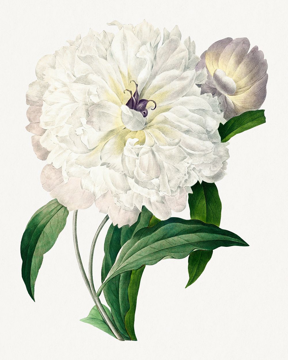 Peony from Choix des plus belles fleurs (1827) by Pierre-Joseph Redout&eacute;. Original from Biodiversity Heritage Library.…