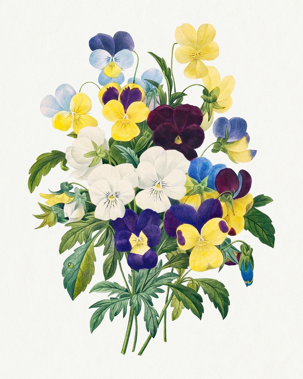 Pansy flower bouquet psd botanical illustration, remixed from artworks by Pierre-Joseph Redout&eacute;