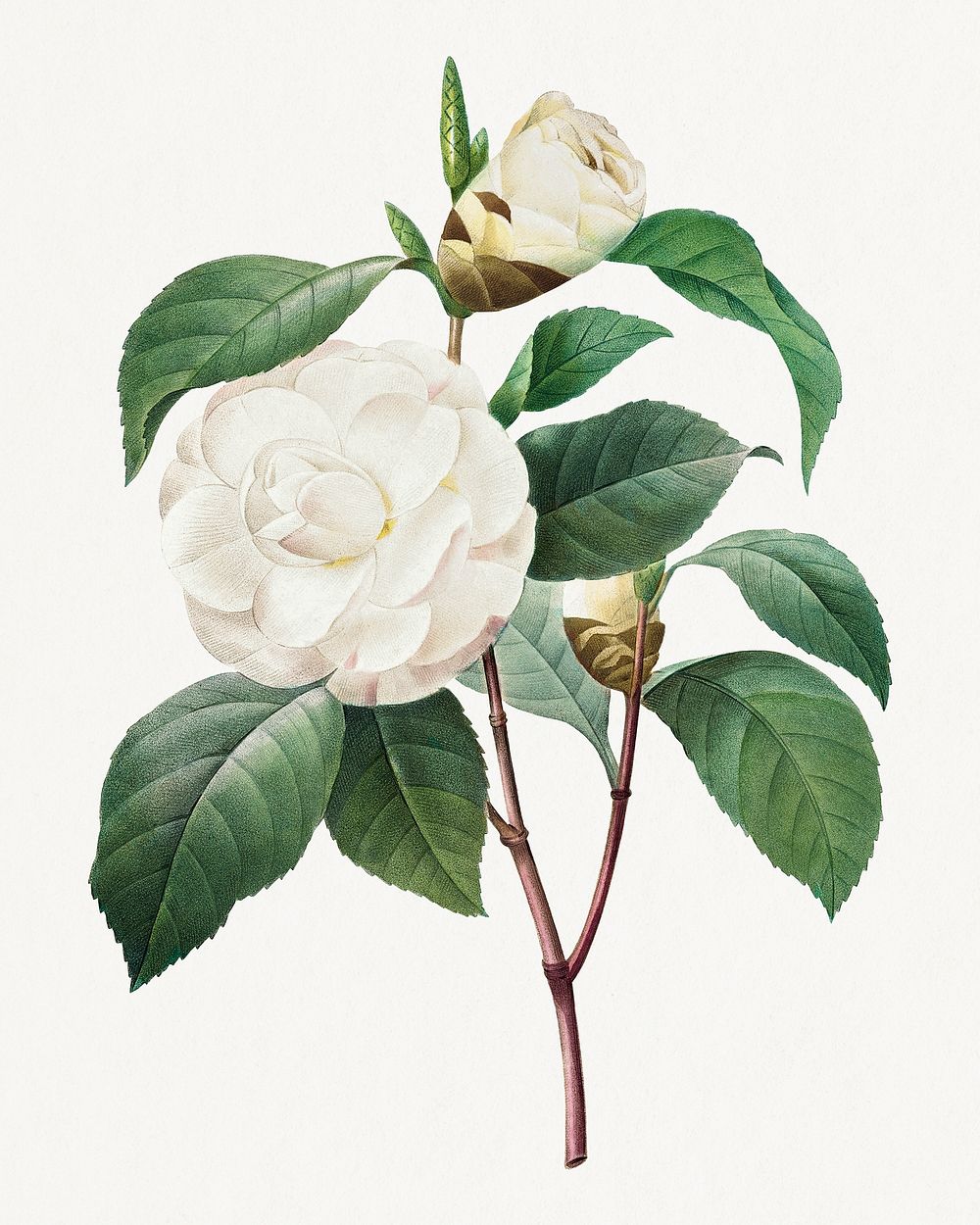 White Camellia from Choix des plus belles fleurs (1827) by Pierre-Joseph Redout&eacute;. Original from Biodiversity Heritage…