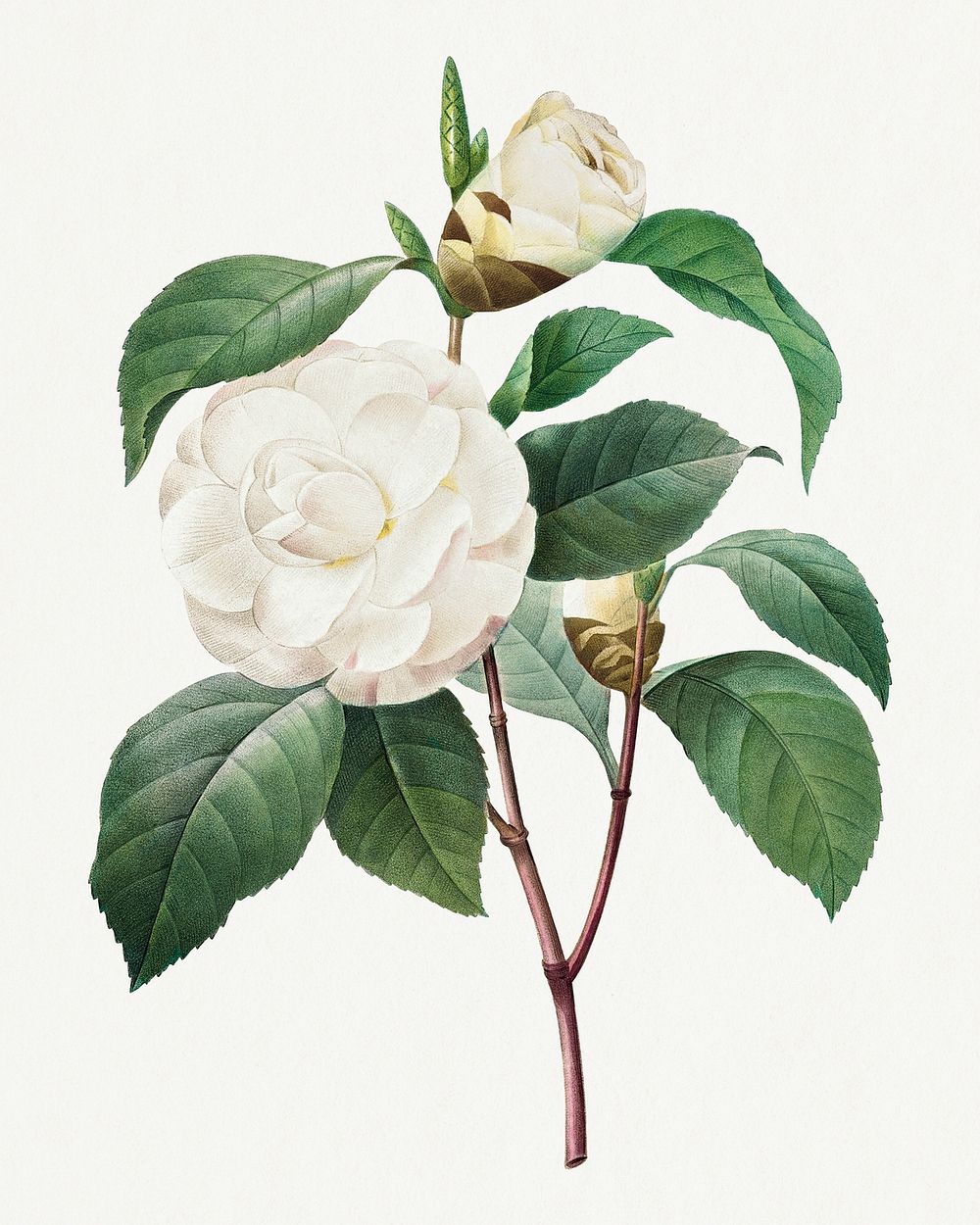 White Camellia flower psd vintage botanical art print, remixed from artworks by Pierre-Joseph Redouté