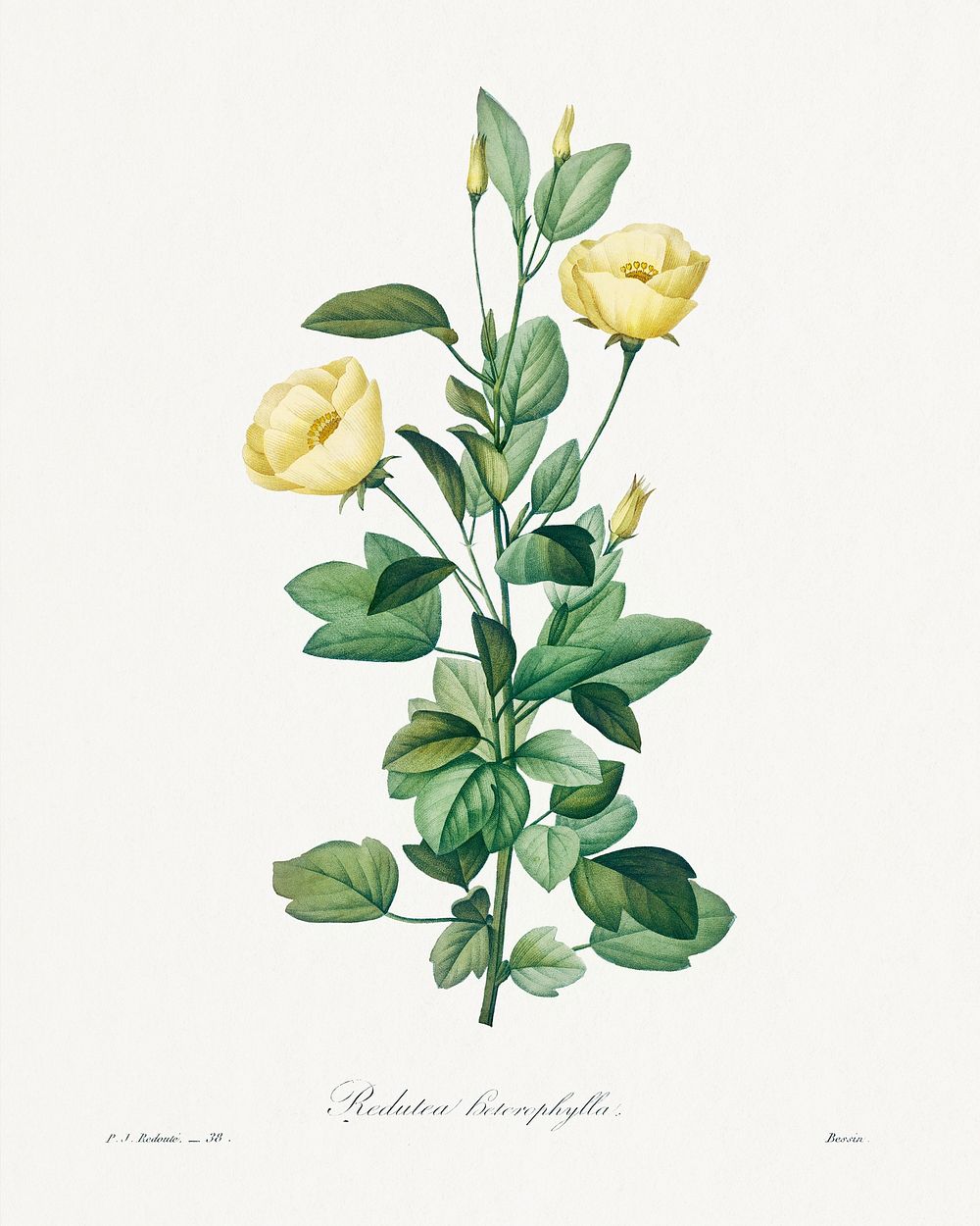 Reduta Heterophylla by Pierre-Joseph Redout&eacute; (1759&ndash;1840). Original from Biodiversity Heritage Library.…