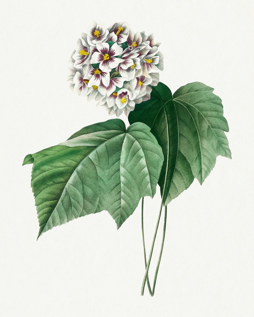 Dombeya Amelia flower psd vintage botanical art print, remixed from artworks by Pierre-Joseph Redouté