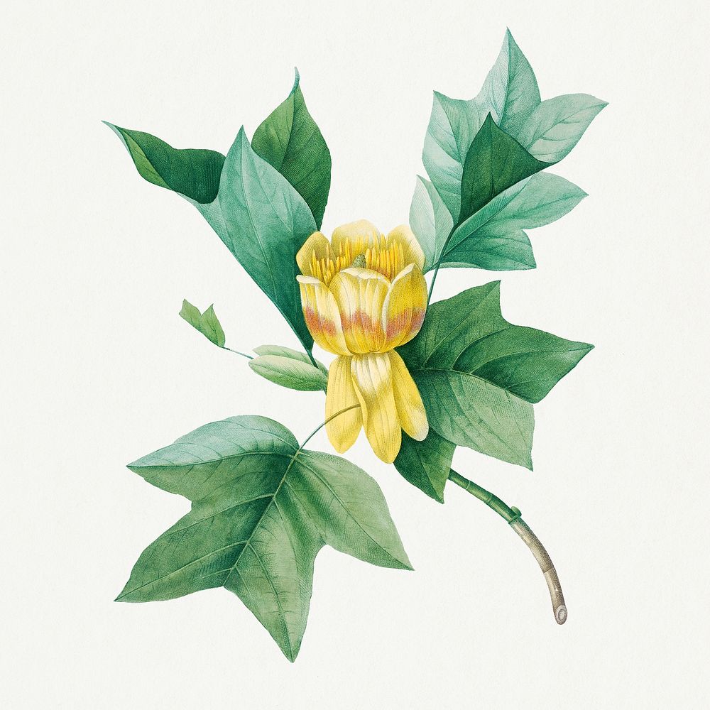 Tulipifera flower psd vintage botanical art print, remixed from artworks by Pierre-Joseph Redout&eacute;