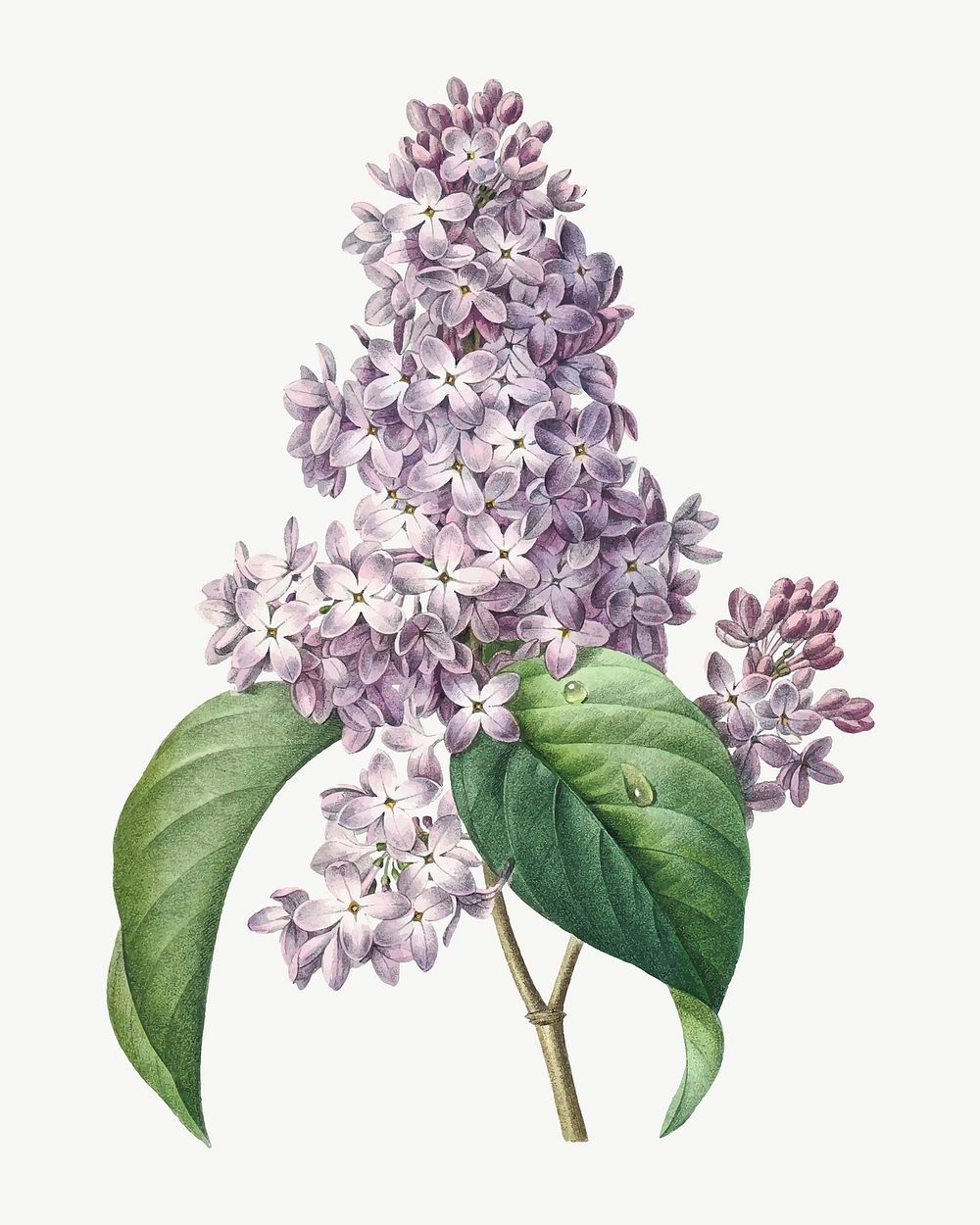 Lilac flower vector botanical art print, remixed from artworks by Pierre-Joseph Redout&eacute;