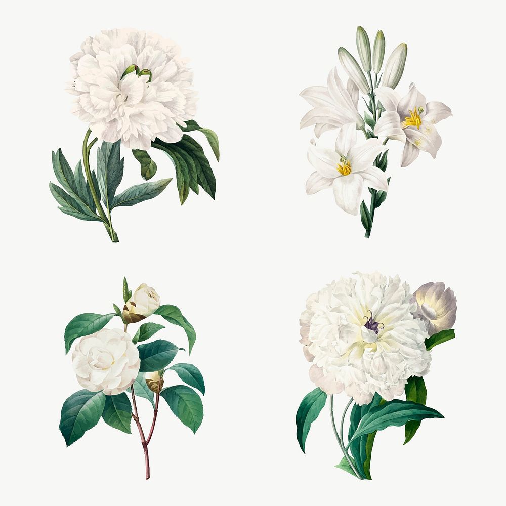 White flower vector botanical illustration set, remixed from artworks by Pierre-Joseph Redout&eacute;