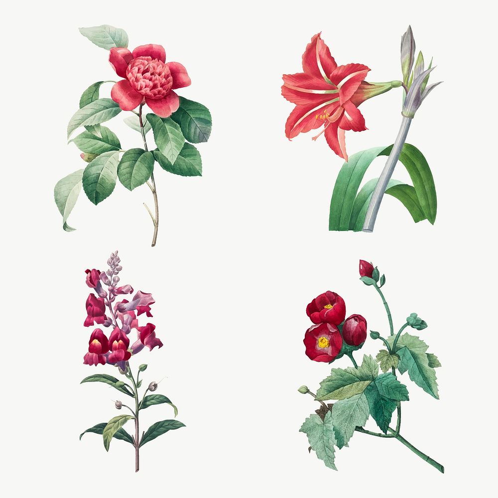 Vintage red flower vector botanical art print set, remixed from artworks by Pierre-Joseph Redout&eacute;