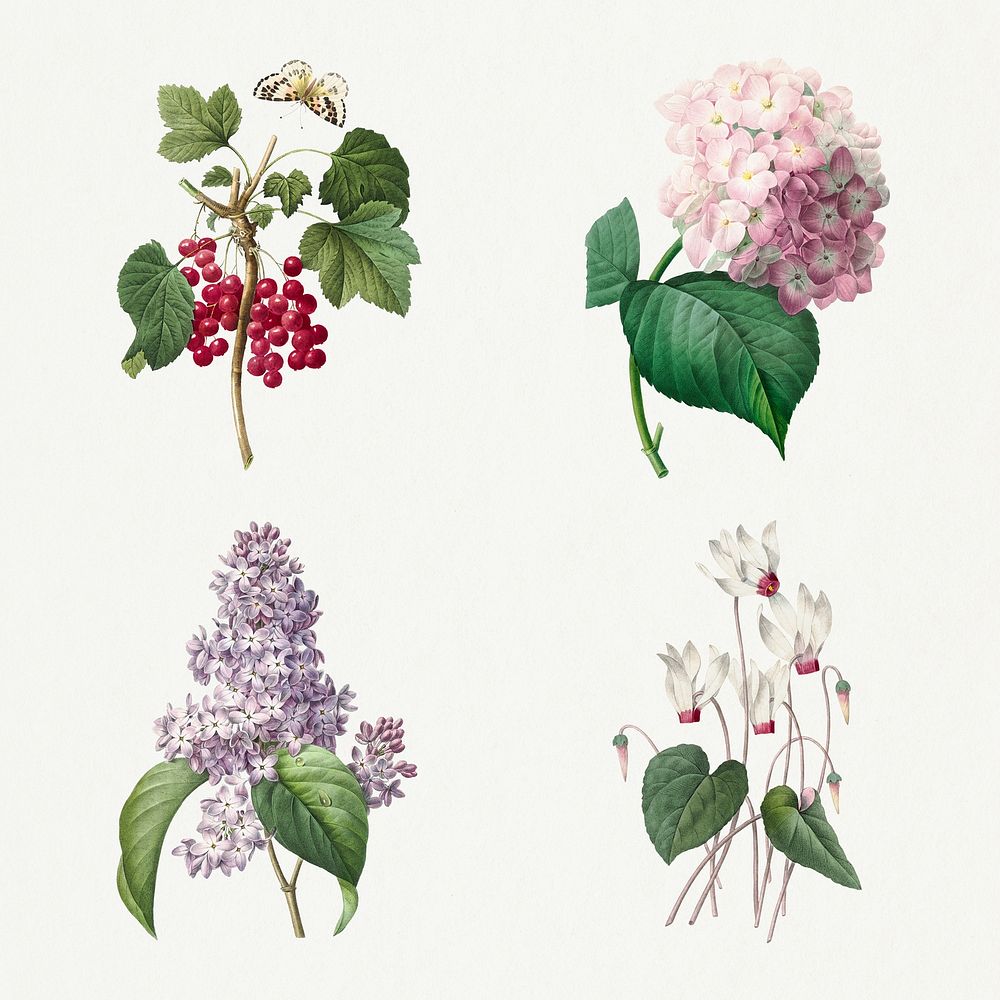 Flower and red currant psd vintage botanical illustration set, remixed from artworks by Pierre-Joseph Redout&eacute;