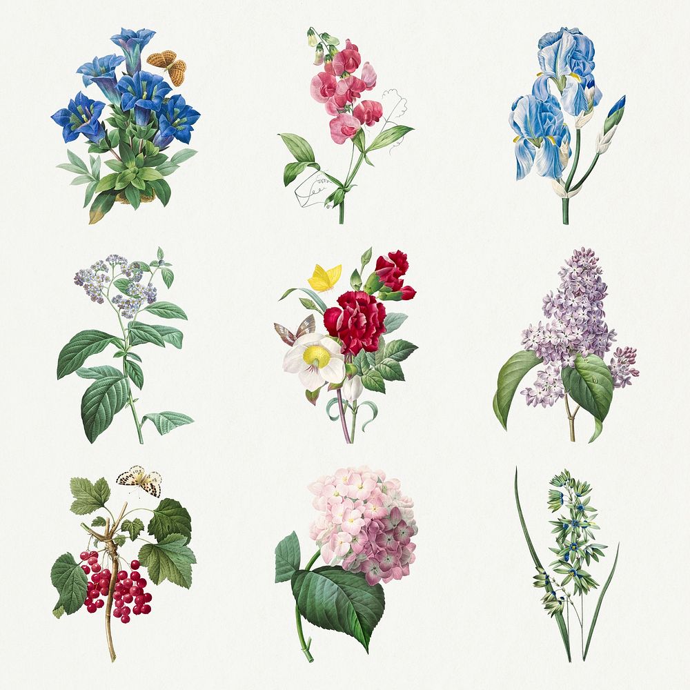 Flower psd botanical illustration set, remixed from artworks by Pierre-Joseph Redout&eacute;