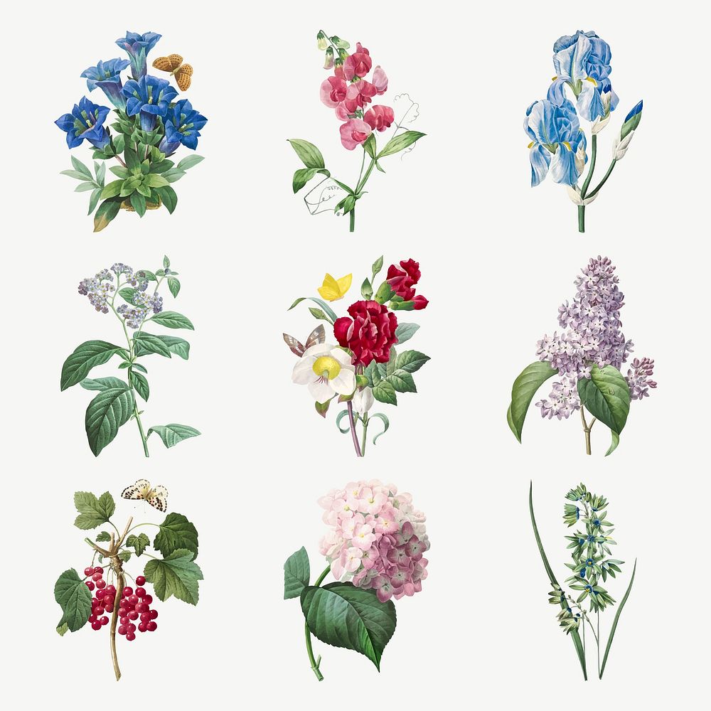 Flower vector botanical illustration set, remixed from artworks by Pierre-Joseph Redout&eacute;