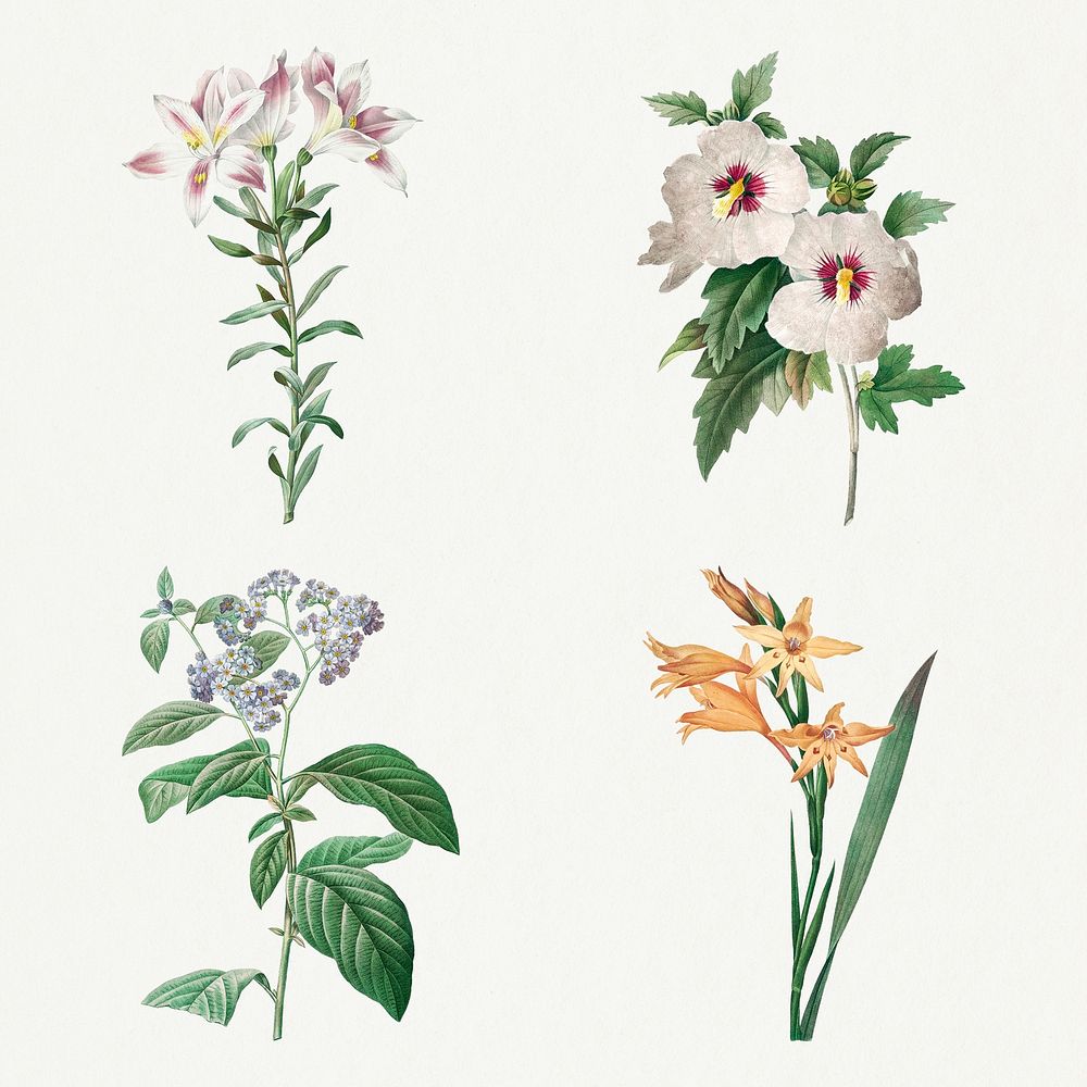 Botanical flower psd illustration set, remixed from artworks by Pierre-Joseph Redout&eacute;