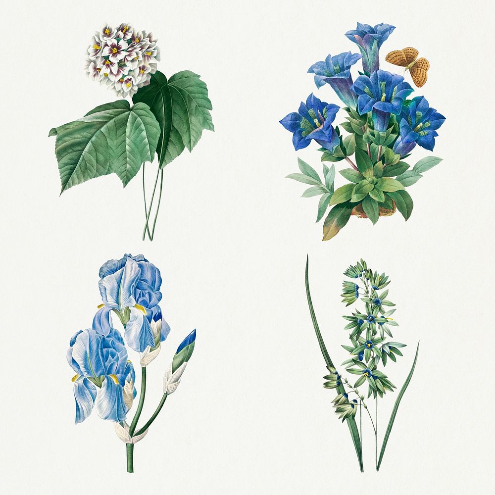 Blue flower psd vintage botanical illustration set, remixed from artworks by Pierre-Joseph Redout&eacute;