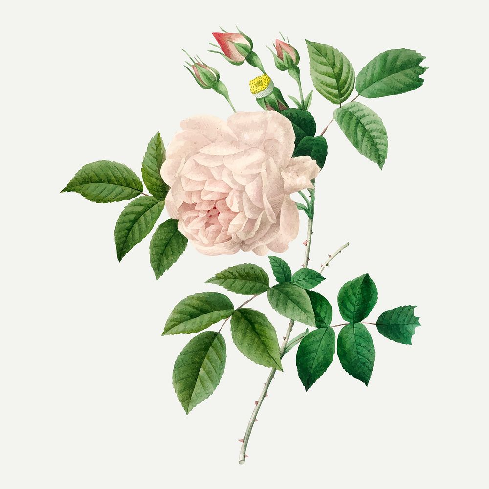 White rose botanical  vector, remixed from artworks by Pierre-Joseph Redout&eacute;