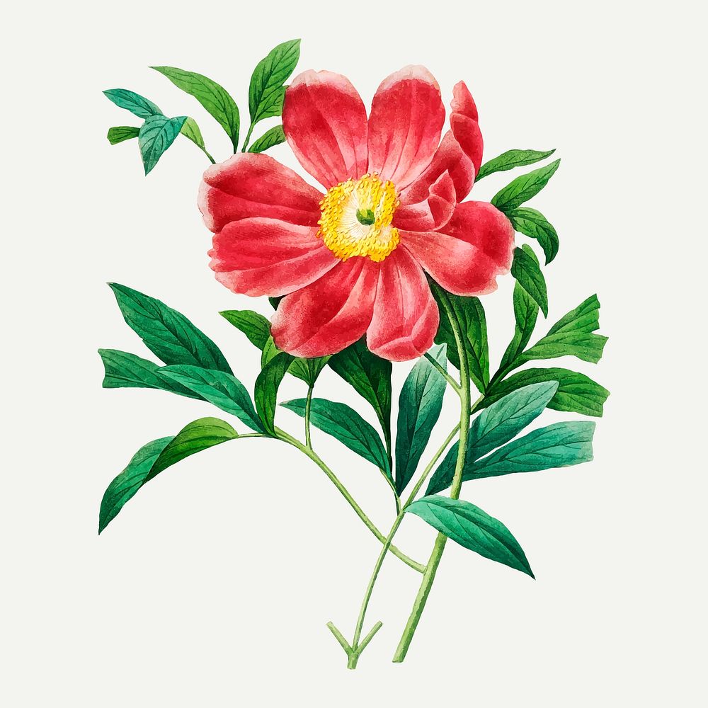 Red peony botanical vector, remixed from artworks by Pierre-Joseph Redout&eacute;