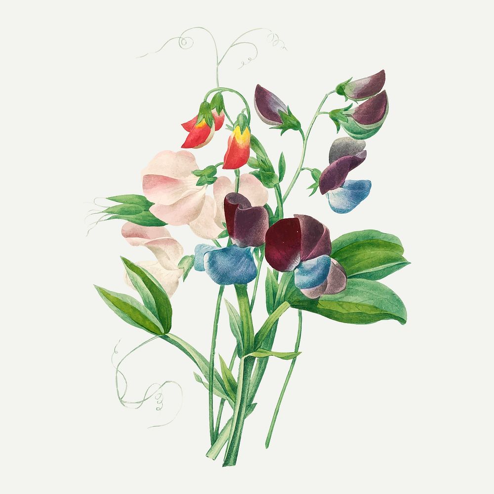 Sweet pea flower vector, remixed from artworks by Pierre-Joseph Redout&eacute;