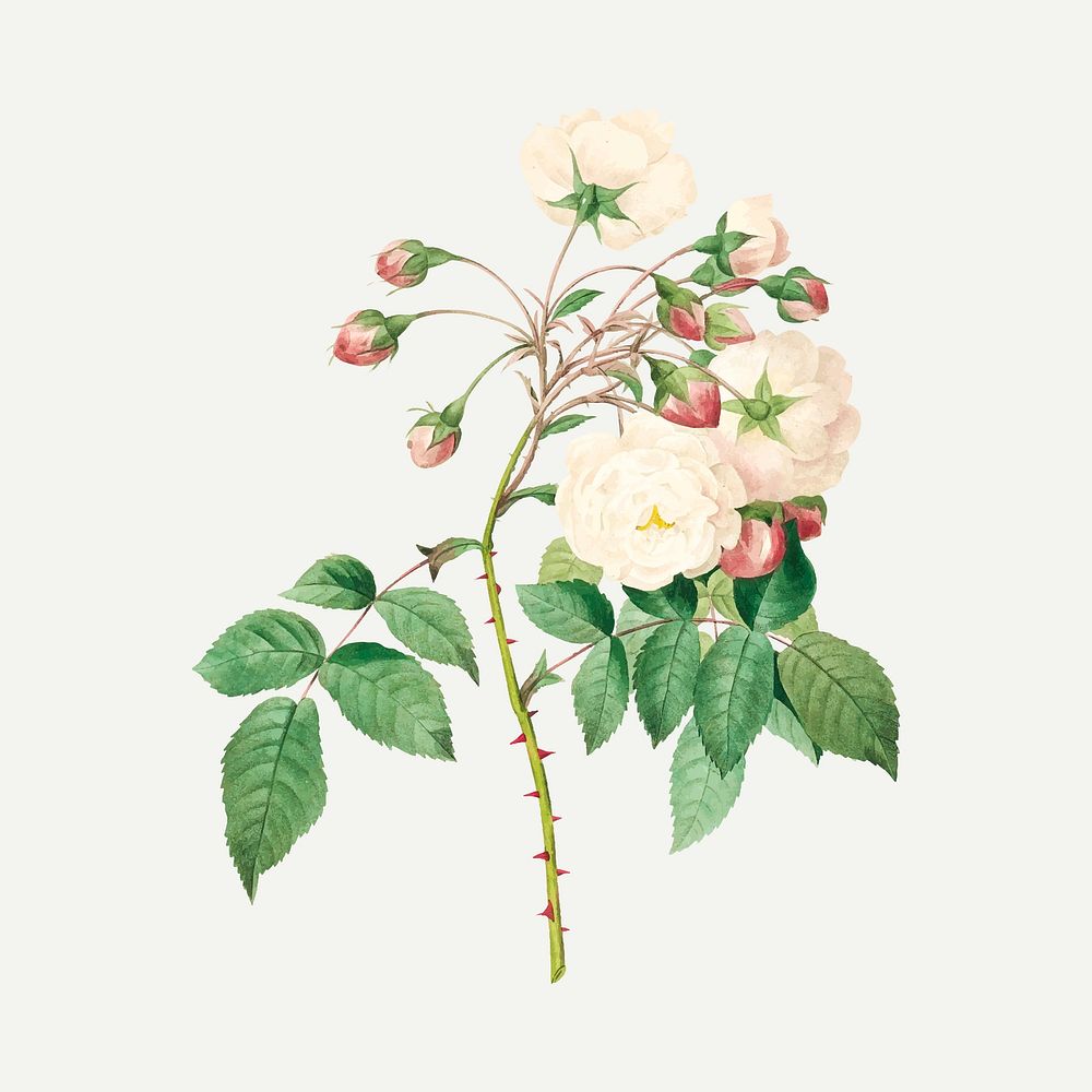 Rose adelaide flower vector, remixed from artworks by Pierre-Joseph Redout&eacute;