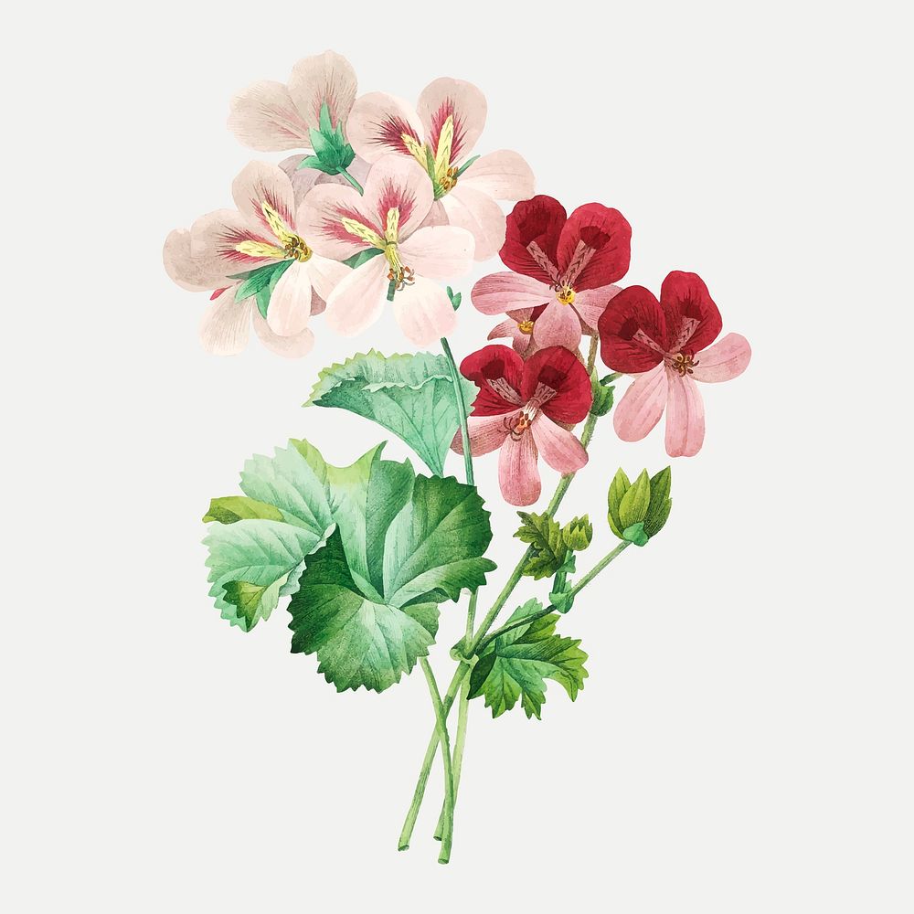 Cranesbill flower vector, remixed from artworks by Pierre-Joseph Redout&eacute;